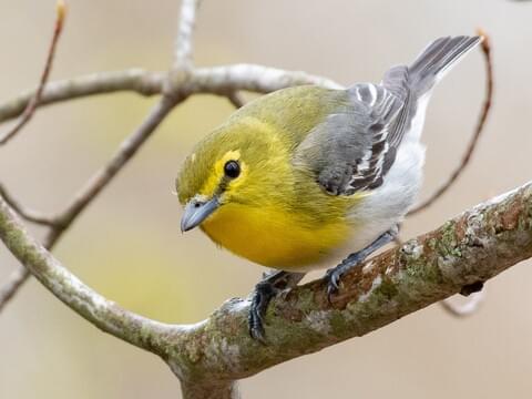Gentle nature scene with a vireo illustration